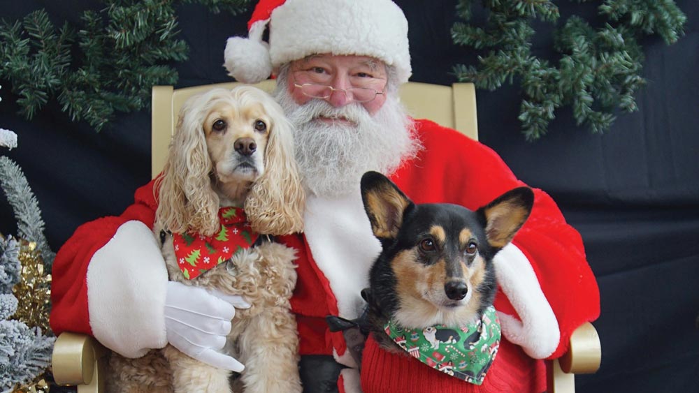 Santa Pet Photography